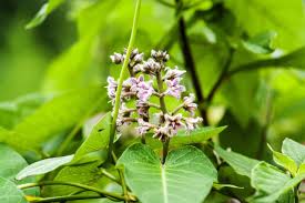 Image result for Cynanchum