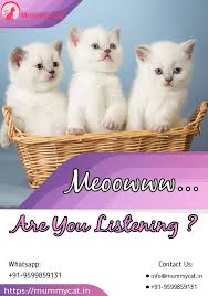 Visit the cfa website for a listing of upcoming shows and locations. Persian Cats For Sale Near Me Persian Cats For Sale Cats For Sale Persian Cat