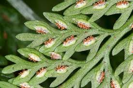 Image result for Asplenium uschiae