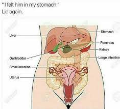The main function of the thyroid gland is the production of two hormones that take part in the many metabolic processes of the body. Chic Saying Meme Pic Anatomy Organs Human Anatomy Female Human Anatomy Picture