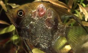 Bakterielle Infektion Jbl De Aquaristik Fische Diskusfische