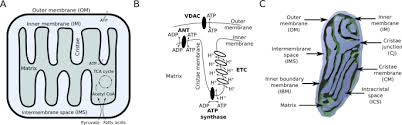 The number of mitochondria within a cell varies depending on the type and function of the cell. Mitochondrial Morphology Provides A Mechanism For Energy Buffering At Synapses Scientific Reports