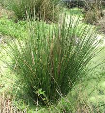 Image result for Juncus