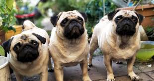 Maybe you would like to learn more about one of these? Which Pets Are The Best For Renters