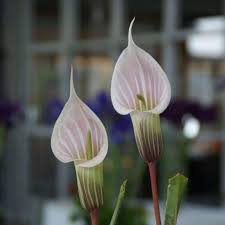 Image result for Arisaema