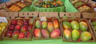 Resultado de imagen para fotos de camiones llenos de mango en santiago rodriguez