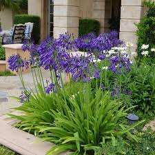 Image result for Agapanthus codii