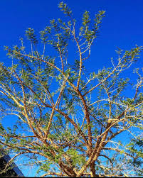 Image result for Acacia sieberiana