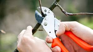 Tips for pruning clematis vines. A Fruit Tree Pruning Primer Hobby Farms