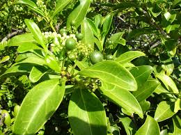Image result for Psydrax fragrantissima