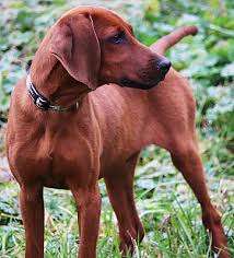 Black And Tan Coonhound Redbone Coonhound Lab Mix Wakefield Ri Redbone Coonhound Meet Boomer Our Little Cuddler A Pet For Adoption Redbone Coonhound Coonhound Puppy Coonhound