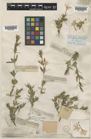 Image result for Barleria purpureotincta