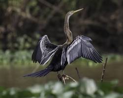 An Oriental Darter with its long, snake-like neck, drying its wings.