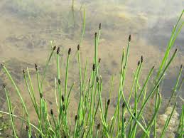 Image result for Eleocharis retroflexa