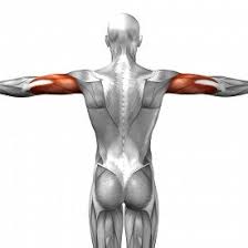 How & what do i use to make my arms look like i have muscles / muscle definition??? Human Frog Muscles By Abdur Peer Flashcards Quizlet