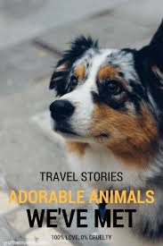 Animal Encounters Adorable Four Legged Friends We Ve Met While Traveling Pet Travel Dog Travel Cat Travel