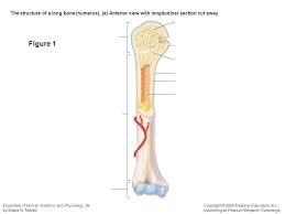 Red marrow fills the spaces in the spongy bone. Long Bone Labeled Diagram Quizlet