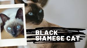 The siamese cat personality extends to a fondness for being close to their human companion. Best 10 Black Siamese Cat Facts Personality Name Zoological World