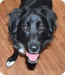 Minerva Oh Border Collie Flat Coated Retriever Mix Meet Gracie A Dog For Adoption Dog Adoption Border Collie Collie