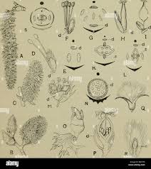 Image result for Salicaceae