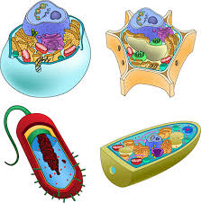 How to teach animal and plant cells using this animal and plant cells worksheet, students label the structure of animal and plant cells using clear diagrams. Cell Parts Ask A Biologist