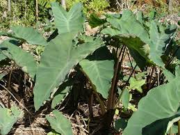 Most prefer bright indirect sunlight water: Taro Wikipedia