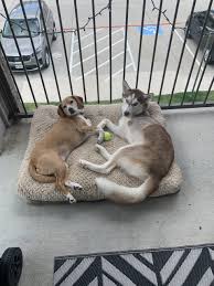 All new pet parents must meet the city of albuquerque qualified adopter requirements. Clear The Shelters Returns To Dfw Humane Society Dfw Humane Society