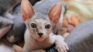 Haustier katze hier findest du die 26 schönsten und beliebtesten katzenrassen. Sphynx Katze Rassebeschreibung Purina