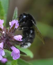 Image result for Bombus soroeensis
