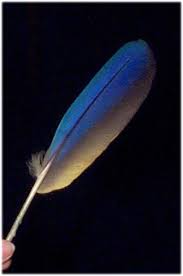 Birds Of A Feather 2020 Itv Blue Bird Feather Feather Painting Feather Photography Feather