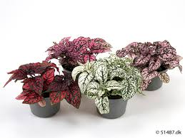 Image result for Hypoestes