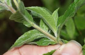 Image result for Epilobium hirsutum