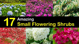 Check spelling or type a new query. 17 Amazing Small Flowering Shrubs