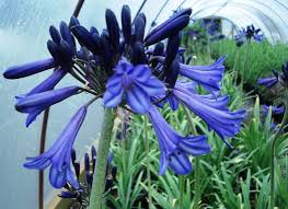 Image result for Agapanthus praecox