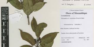 Image result for Helixanthera schizocalyx