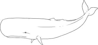 Pin On Animal Coloring Pages
