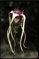 Image result for Strophanthus sarmentosus