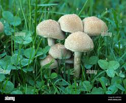 Image result for Macrotyloma stenophyllum