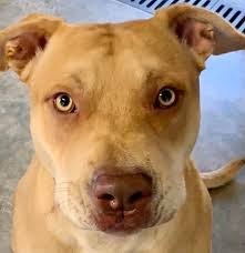 American bully found in Centerton area of Northwest Arkansas