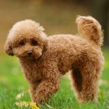 Hij is volledig verbijsterd als hij ziet wat zijn Goldendoodle in het meer  doet! (video)