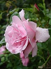 Cupped at first, they open flatter and neatly rounded, with each petal precisely in place. Bourbon Rose Wikiwand
