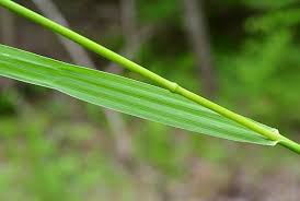 Image result for Bromus  inermis