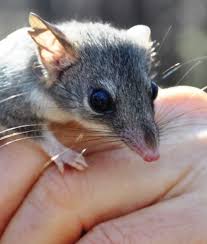 Image result for Phacelurus