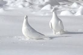 White Bird With Crazy Hair Midwinter Dream White Bird White Doves The White Album