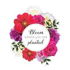 Inspirational Quotes Bloom Where You Are Planted Greeting Card By Sago Design Bloom Where You Are Planted Bloom Quotes Bloom