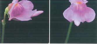 Image result for Utricularia welwitschii