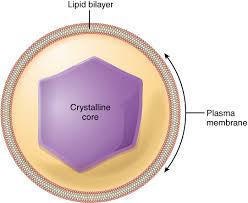 However, first we'll consider what the typical structures of most animal cells are. The Nucleus And Cytoplasm Anatomy And Physiology