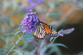 Download monarch butterfly stock vectors. Monarch Butterfly And Purple Flowers Photograph By Linda Crockett