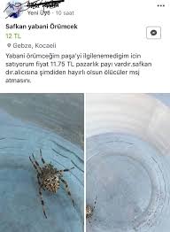 Satilik Komik Resimler Komik Hayvan Mizahi