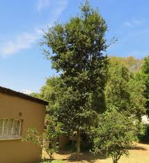 Image result for Scolopia mundii